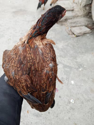 aseel mianwali+amrohi