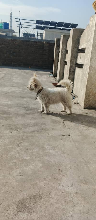 Russian dog available