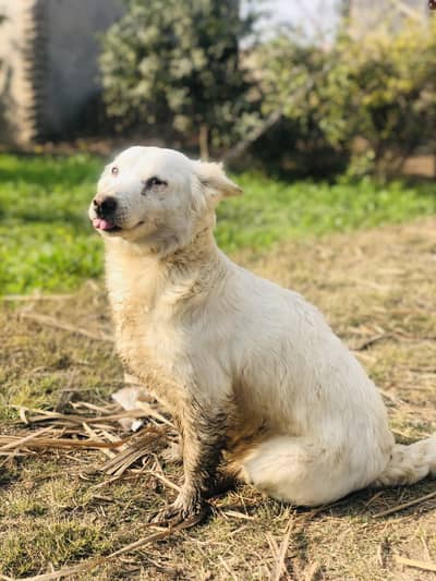 Little dog for urgent sell 5 year warranty