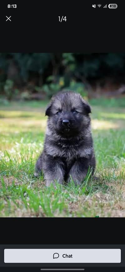 jarman Sheprd pupi available