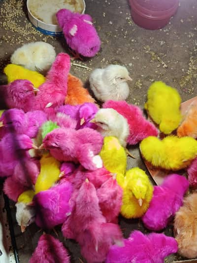 colour ful chicks