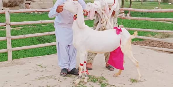 Bakri aur 3 Bacchon for sale. +03291198926