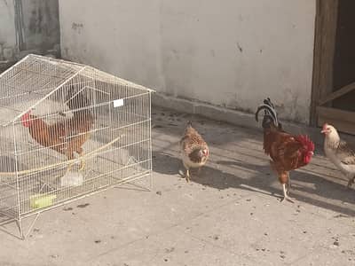 dasi, aseel murgi murga hen rooster for sale