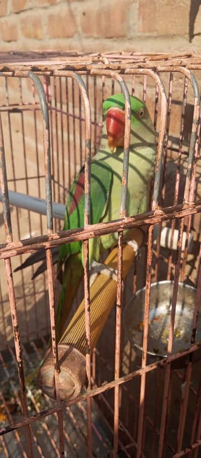Parrot for Sale