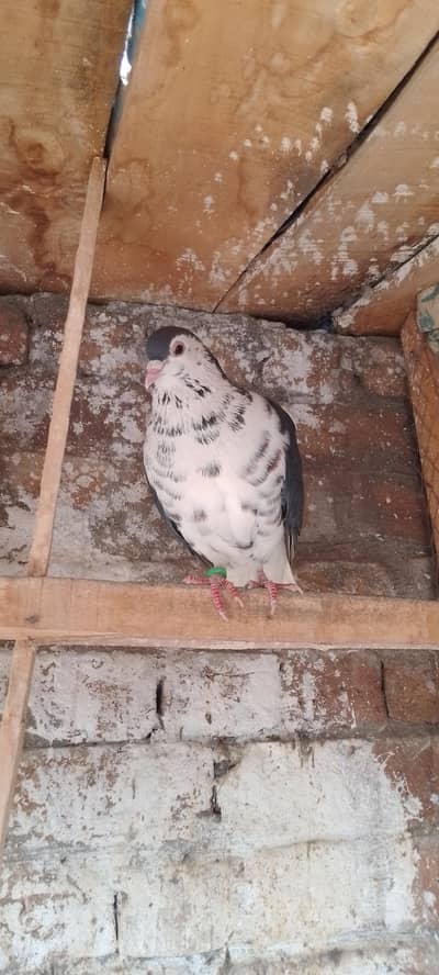 Get the best kind of pigeon for this.