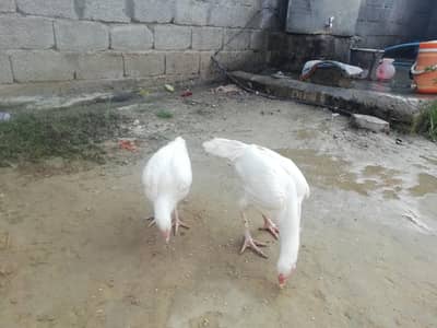 pure white aseel pair for sale