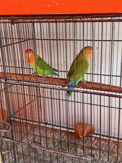 Love Birds & Cage