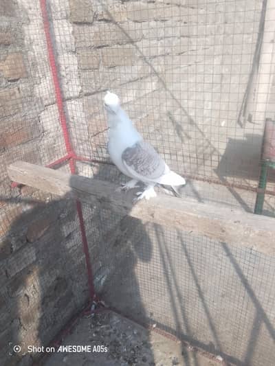 santinent brider male