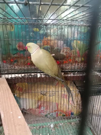 Olive Ringneck breader male