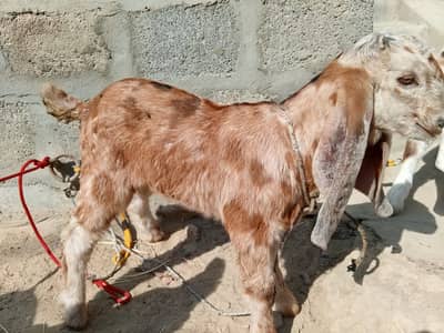 BAKRA SHERA Print Punjab Nasal |Goat for sale|Brown Bakra|بکری
