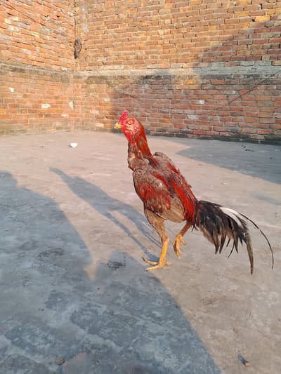 Barmi or Hint. ( RS:12k ) only .