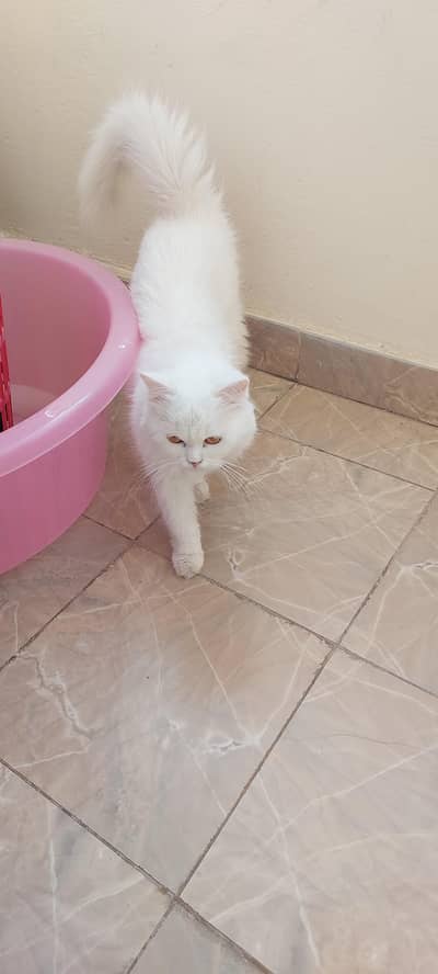 Persian female cat well trained