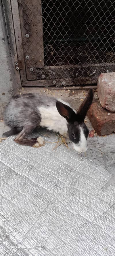 3 rabbits for sale argent