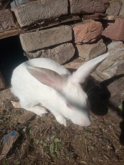 white rabbits pair  for sale 03020729311