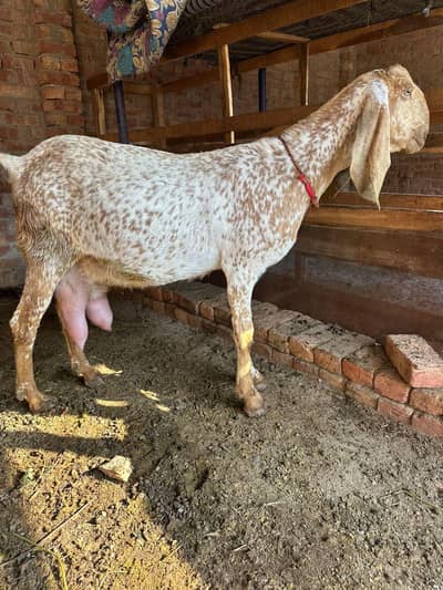 Mahki chini 2dosra wara