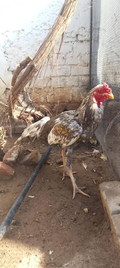 Pure Aseel Murga for Sale – 10,000 PKR