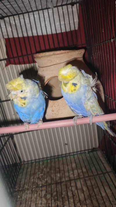 HOGOROMO voilet rainbow