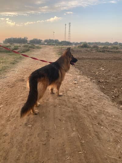 German shepherd long coat female
