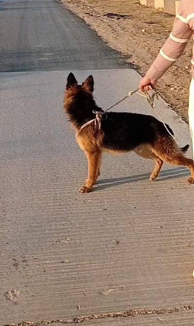 German shepherd dog for sale age 13 month fully guard dog