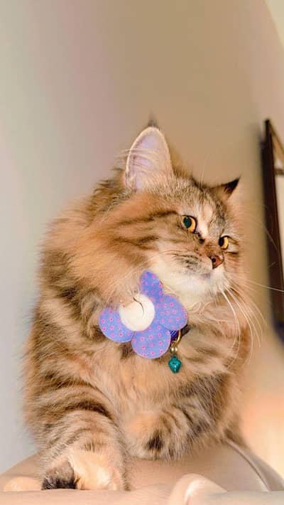 female Persian cat for sale