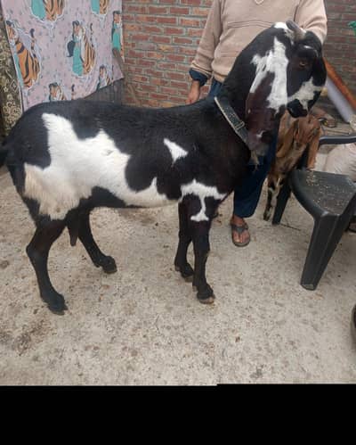 peyor Desi mashallah bari hight length lambi