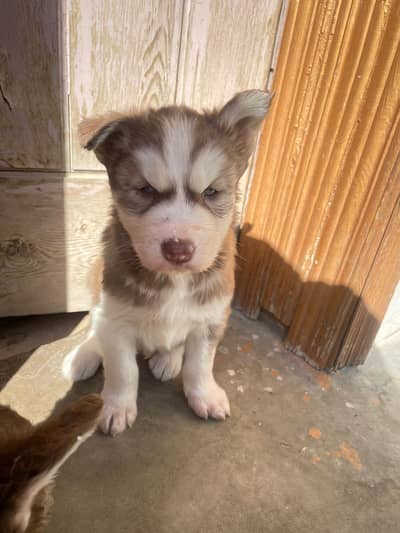 Siberian husky