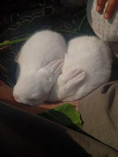 newzland white rabit red eyes babies