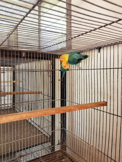 Sapphire b1 opaline female parbleu opaline male