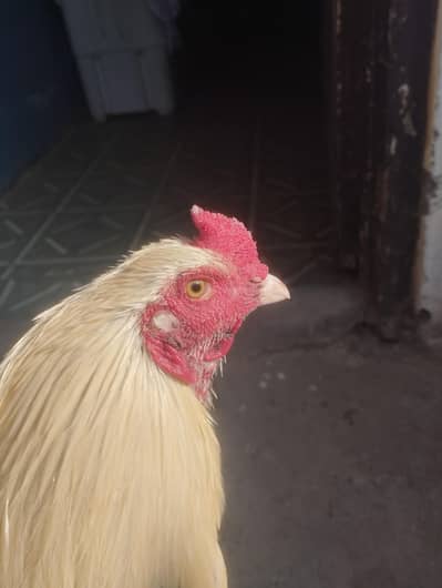 MashaAllah Nasli Peela Aseel Patha