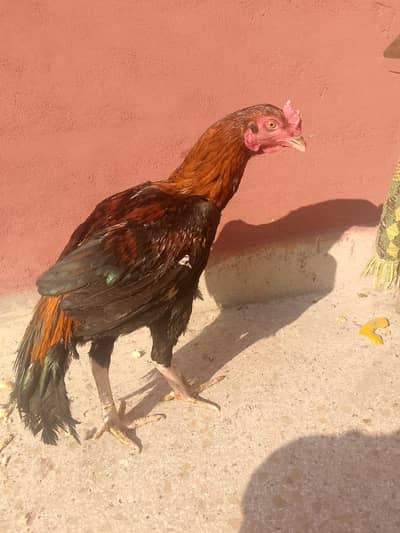 Aqeeel sindhi for sale.