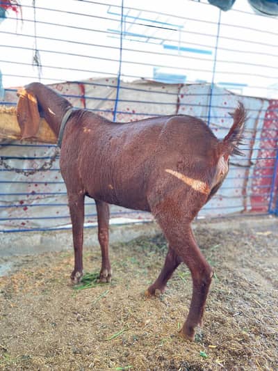 goat nagari 3 month ki lagi hui