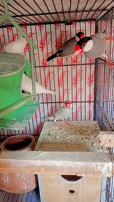 jawa breeder pair available active and healthy