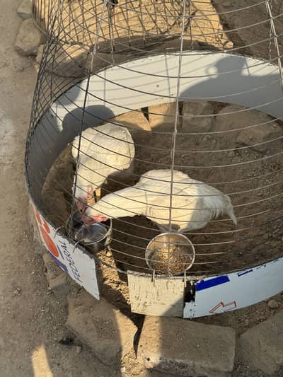 paper white heera pathe for sale