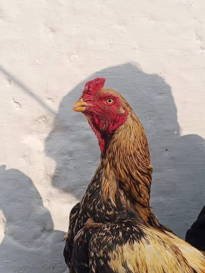 Assel Roaster Best Breed