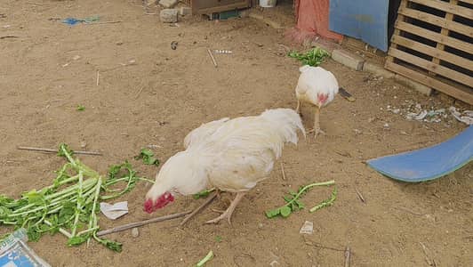 ASEEL HEERA BREADING PAIR FOR SALE
