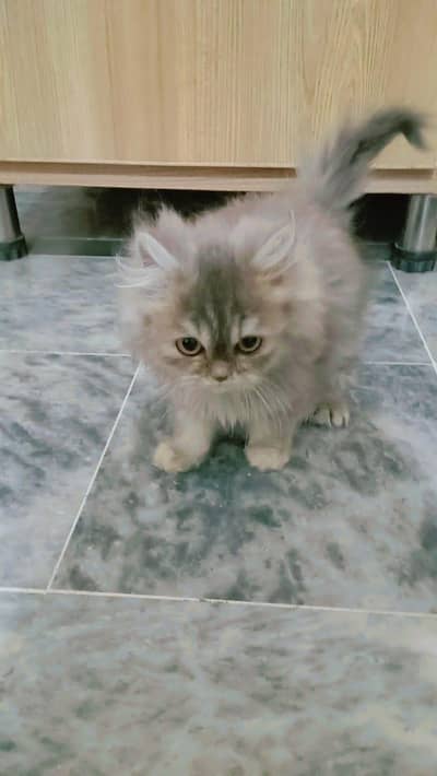 Triple Coated For sale 65 Days