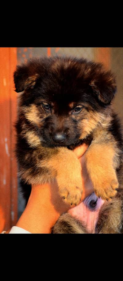 German Shepherd Long Coat