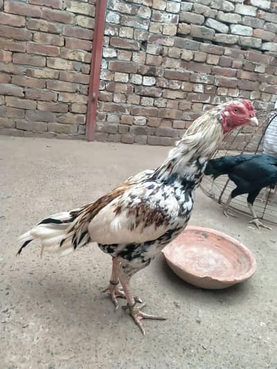 Chenna Mianwali Aseel Murgha