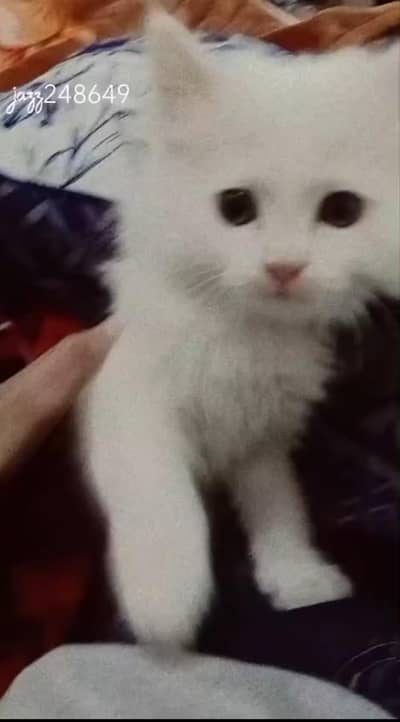 beautiful kitten for sale