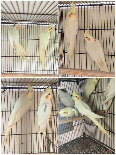 cocktail pair , common white ,