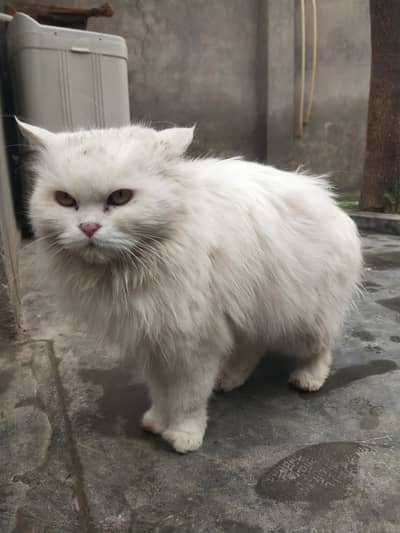 Persian Cat | Persian Kittens | Triple Coated Cat For Sale