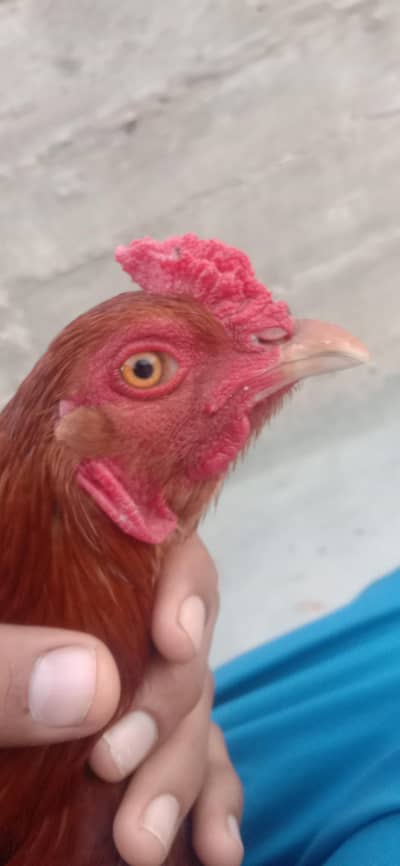 aseel sindhi ghr ka pilla hwa h