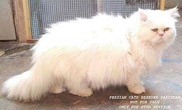 Persian Male Punch Face