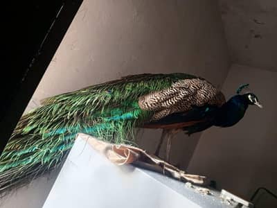 Peacock is blue colour only male