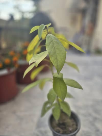 avacado plant for sale best price .