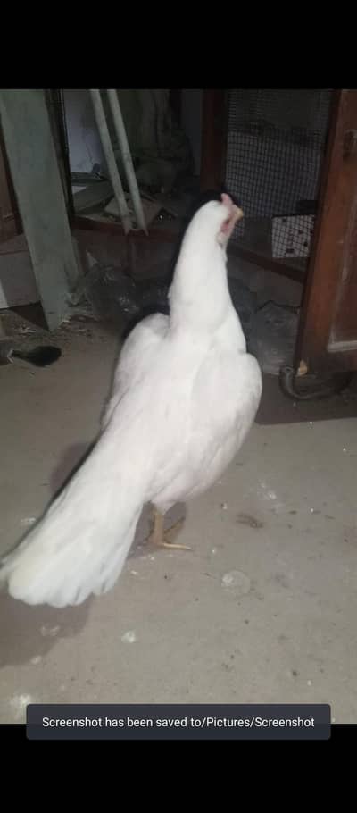 Pure Mianwali queen Heera madi Available for sale