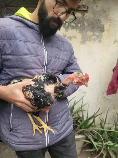 3 aseel desi murgha 2 murghiyan good size