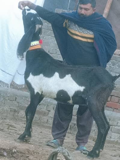 Betal Dabi Bakri Confram 100 percent pregnut