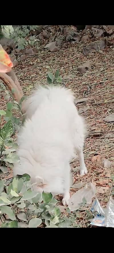 Russian Long Coat Male For Stud