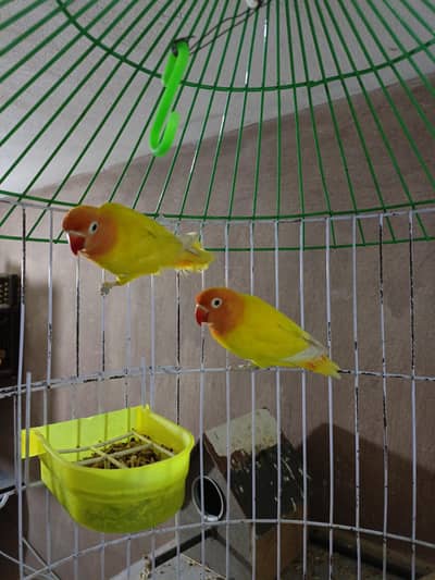 love bird parrots pair